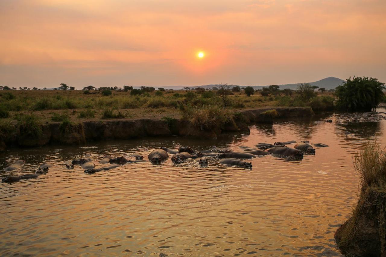 Osero Serengeti Luxury Tented Camp Banagi 외부 사진